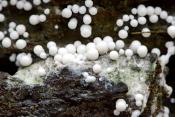 fopdraadwatje (trichia varia) 12-2021 0750